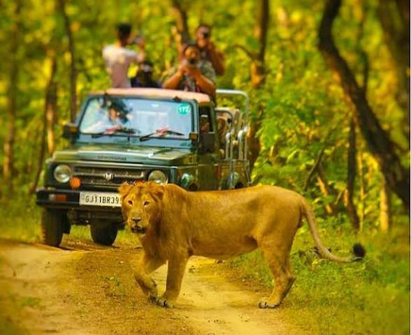 Gir Lion Safari